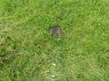 #6: The Ground - Grass with cowpat