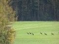#9: A herd of roe deer