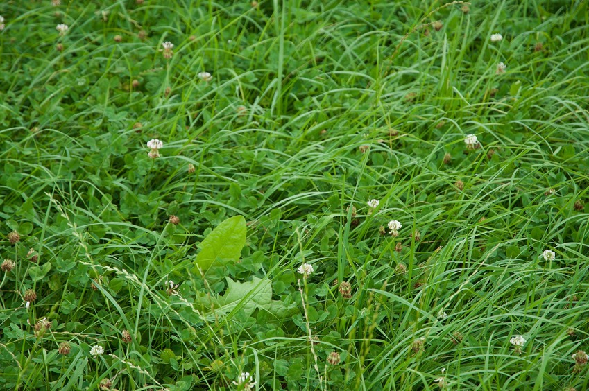 The Degree Confluence Point lies in a large, clover-filled pasture