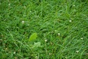 #5: The Degree Confluence Point lies in a large, clover-filled pasture