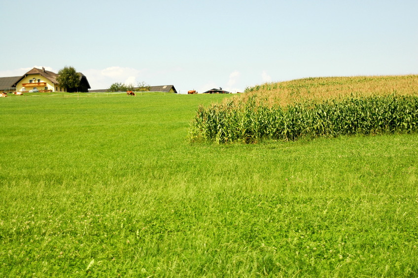 NNW view, edge of corn field