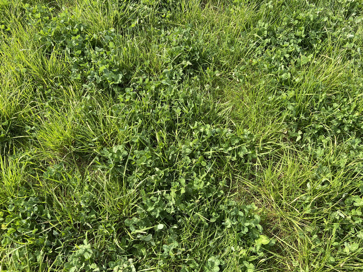 Ground cover at the confluence point. 