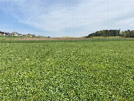 #2: View to the north from the confluence point.