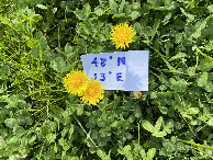 #9: Another view of the ground cover, with sign. 