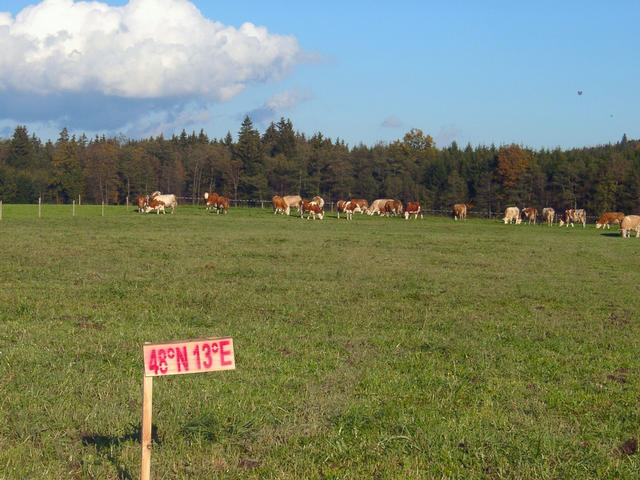 The spot from the west with a grazing cows