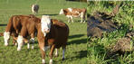 #7: Grazing cows with destroyed soil