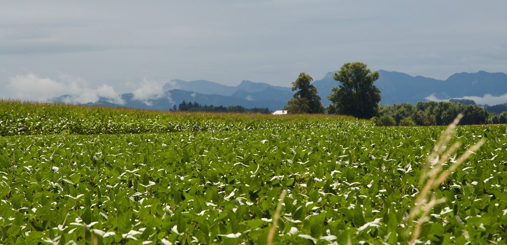 Looking towards the Degree Confluence Point from about 450 meters away.  The point appears to lie in the midst of a crop field.