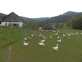 #11: The Farm with Lots of Geese