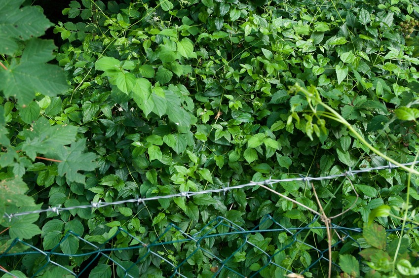 The confluence point lies just past this barbed-wire fence