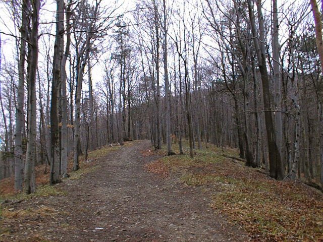 The trail to the confluence