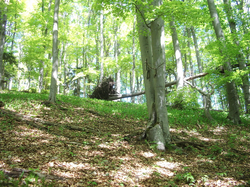 Northern view from the confluence