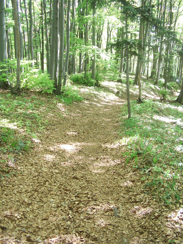 The trail, passing the confluence in a distance of 40m and leads directly to Weissenbach
