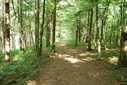 #10: Hiking trail on the way back