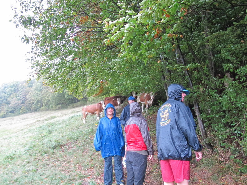 Even The Cows Were Hiding From The Rain