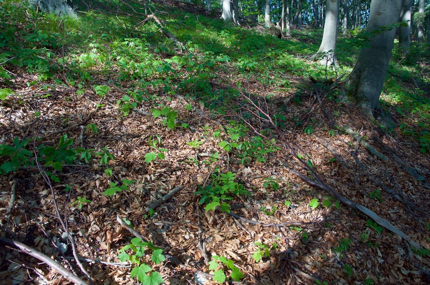 The confluence point lies in a forest, near a ridgetop