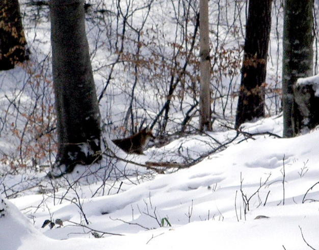 A fox passed less than 50 m from the confluence