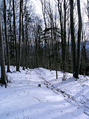 #4: The hiking path we should have used