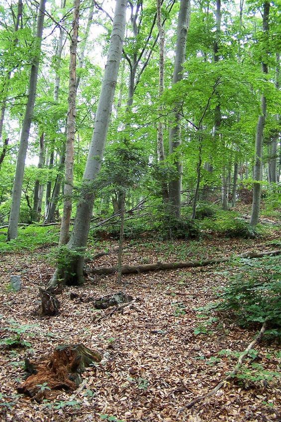 View towards W from the confluence