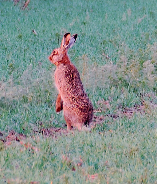 A Hare near the CP