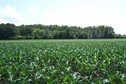 #3: View towards SE from the confluence