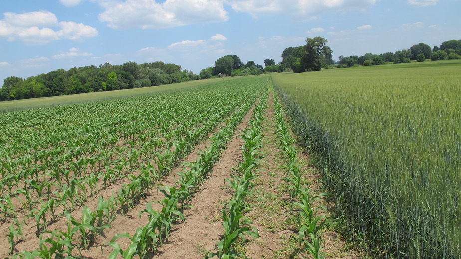 Sweet Corn Field