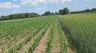 #9: Sweet Corn Field