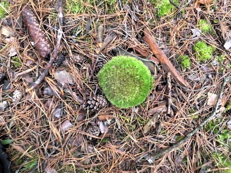 CP