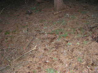#1: The confluence point lies in a pine forest