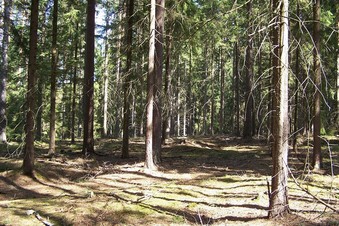 #1: General view of the confluence (towards NE)