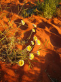 #9: Desert Wildflowers at Cameron Corner