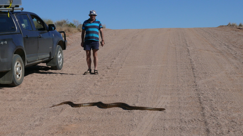 Woma Python (rare and large for this species)