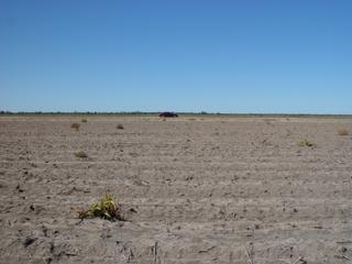 #1: Facing south at the point of confluence 29°South, 149° East