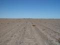 #2: Looking west at the hundreds of hectares of heartbreak