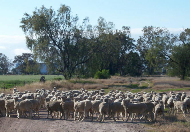 Some of the locals.