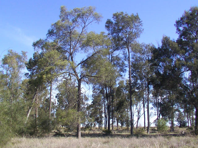 View from the confluence