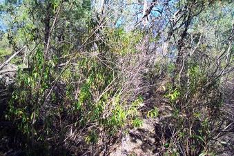 #1: View west from Doug's second visit, 200m from the confluence