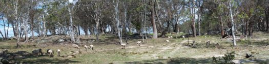 #1: Follow the car tracks to the confluence point at the top of the rise (baaa baaa)