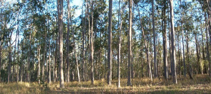 Spotted gum forest, confluence is centre foreground