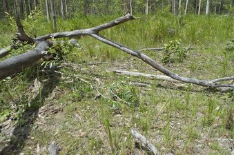 #1: The confluence point lies among these downed gum trees, in a clearing