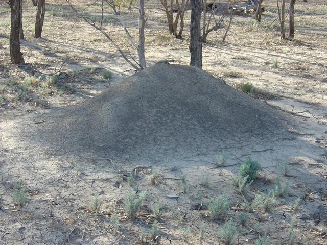 Ant Hill