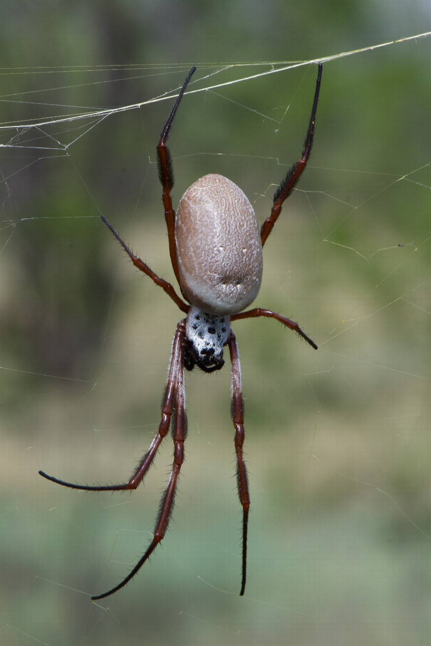 One of the many large, scary-looking spiders seen near the point