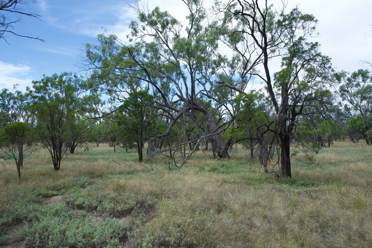 The confluence point lies in grassland, among thinly-spaced eucalypts.  (This is also a view to the East.)