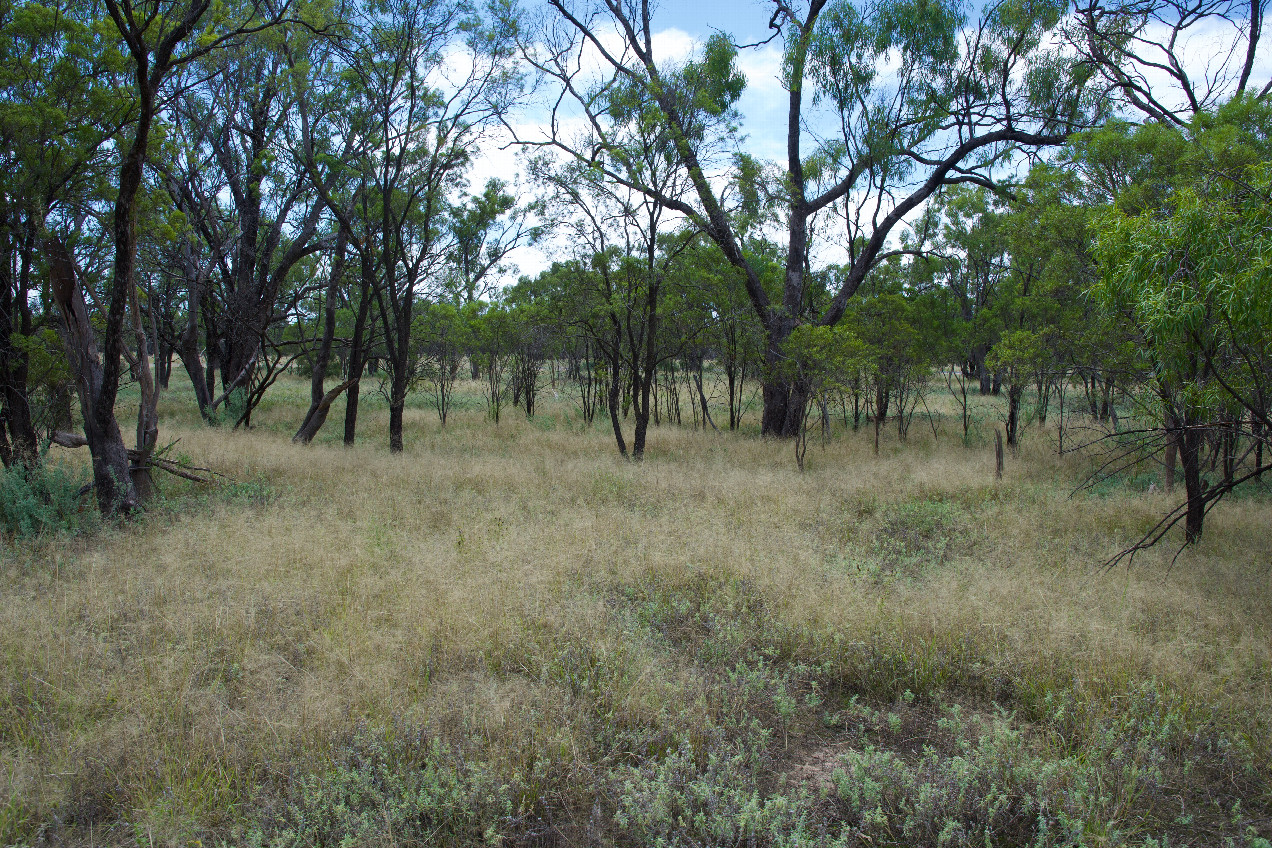 View North (towards the highway, less than 100m away)