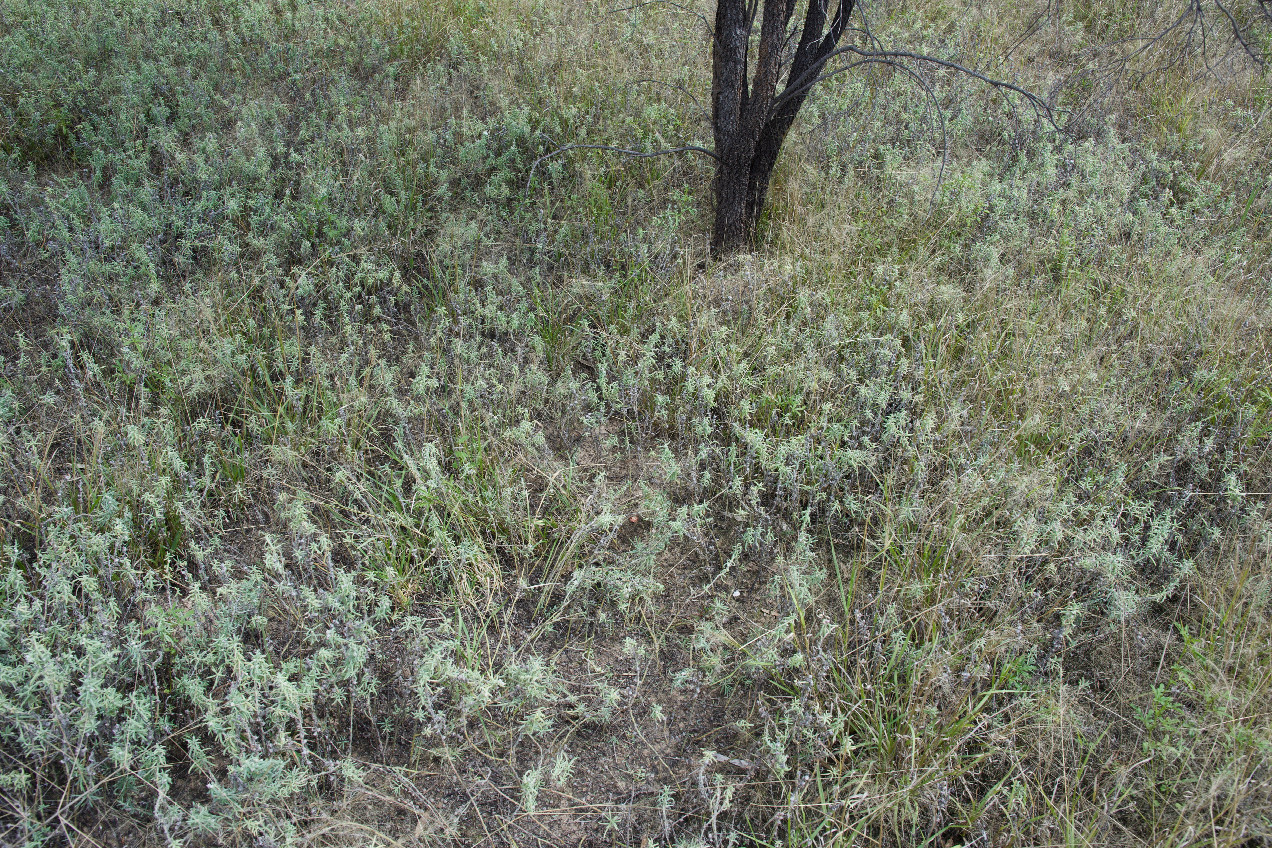 Ground cover at the confluence point