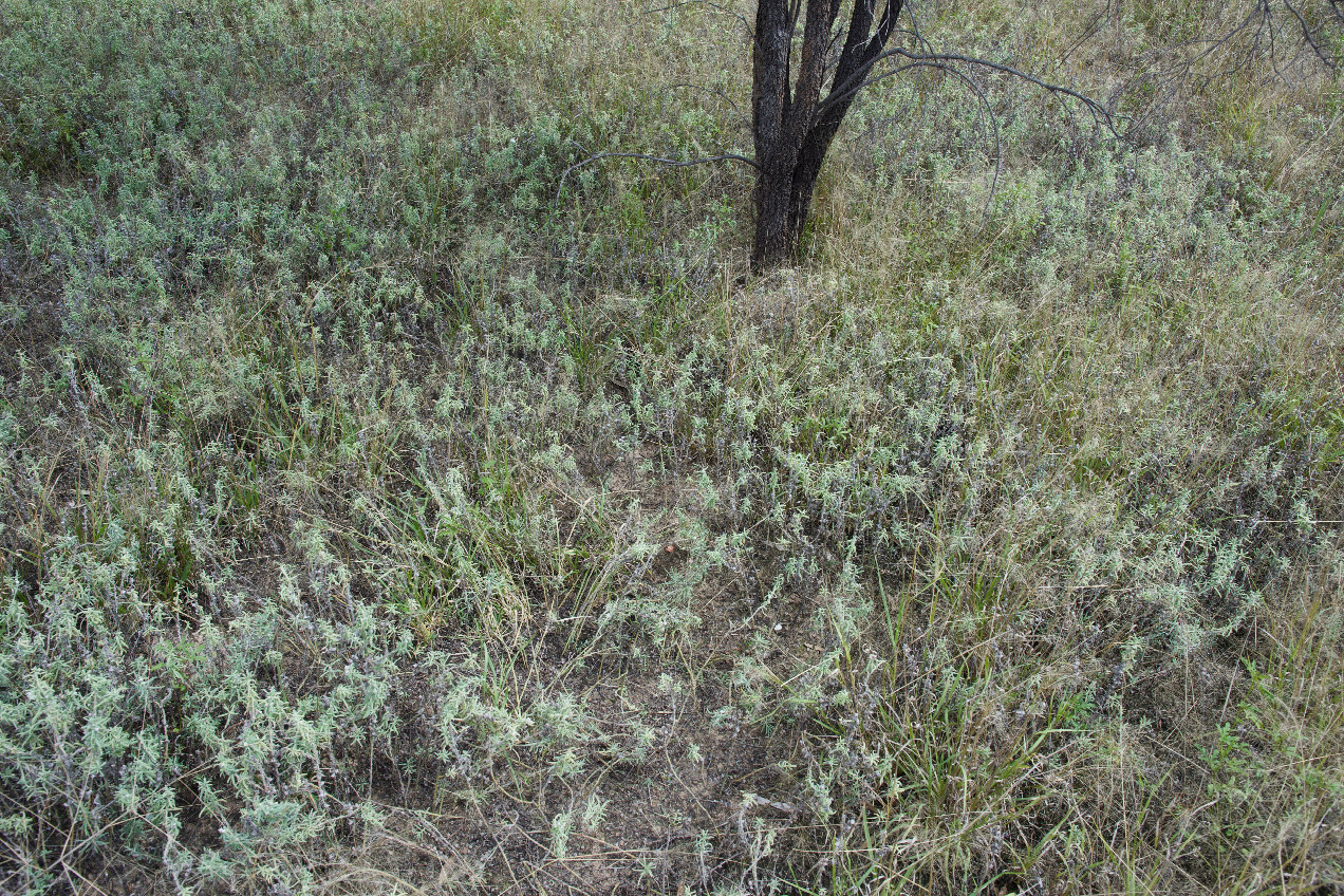 Ground cover at the confluence point