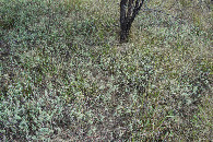 #5: Ground cover at the confluence point