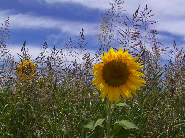 Sunflower