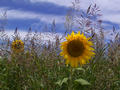 #5: Sunflower