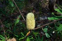 #5: The confluence point lies in bushland. This Banksia plant marks the point.