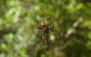 #9: One of the many golden silk orb-weaver spiders seen en route